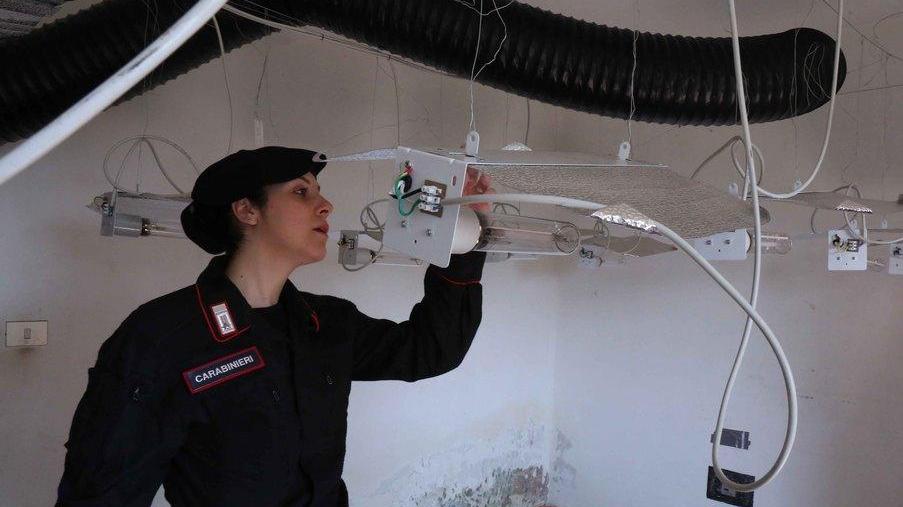 La fabbrica di marijuana era nel cascinale Cinese arrestato, sequestrate 870 piante