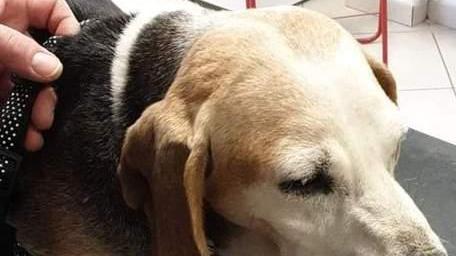 Cane rischia di morire per il würstel avvelenato