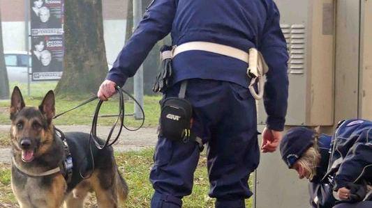 Scoperti sei etti di marijuana grazie al fiuto di Aaron e Chloe