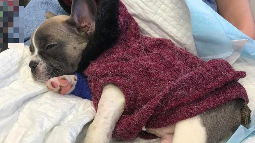«Il nostro Enzo nel racket dei cuccioli ha rischiato di morire: anche noi raggirati»