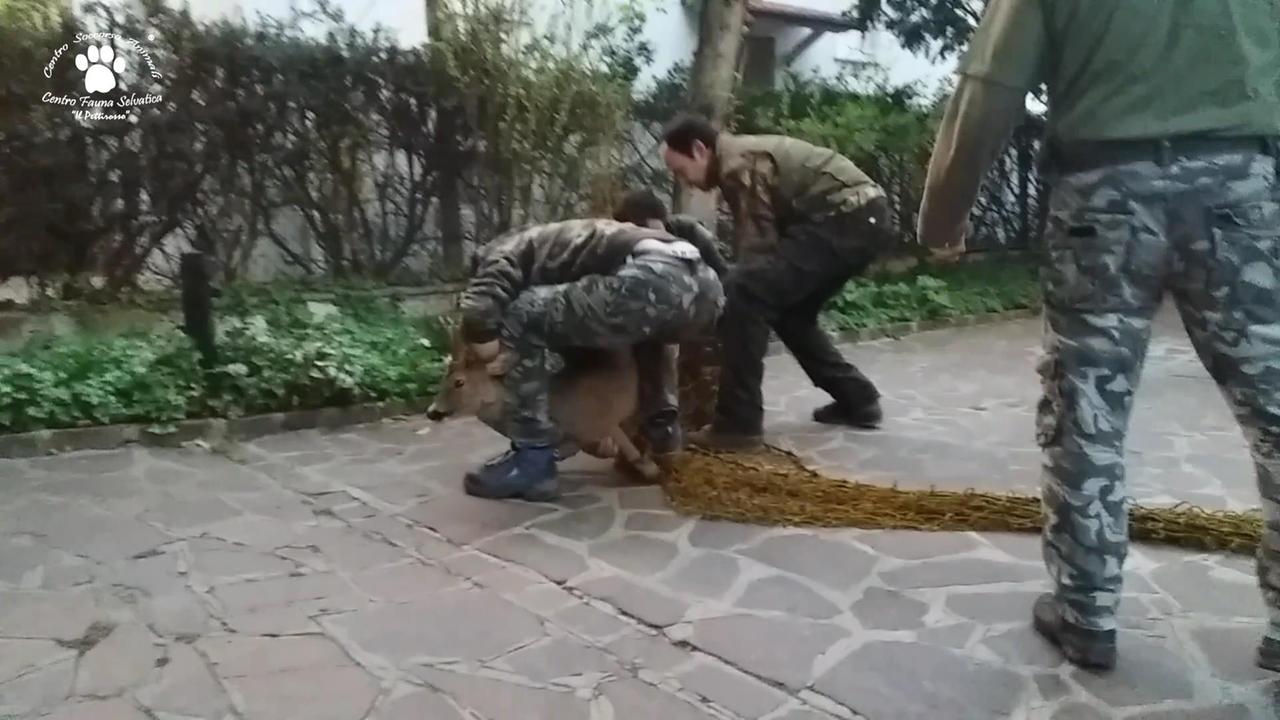 Sassuolo, capriolo salvato dal Pettirosso