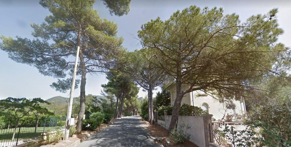 Se il pericolo viene dagli alberi Interventi urgenti su 450 piante 