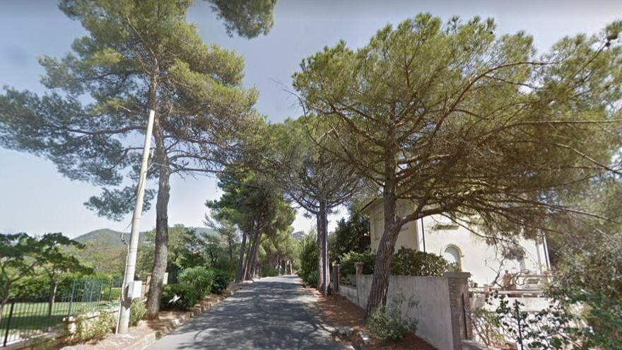 Se il pericolo viene dagli alberi Interventi urgenti su 450 piante