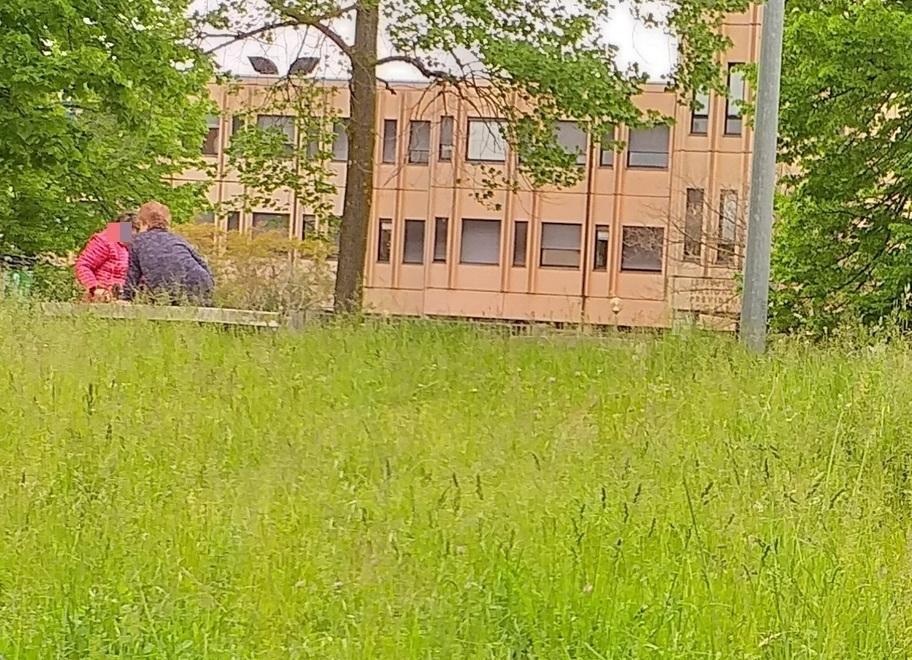 Erba alta a Pistoia in parchi e giardini L’assessore: siamo in ritardo 