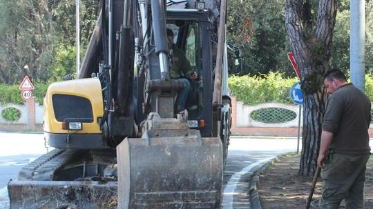 Via alle radici sporgenti dalle strade di Marina