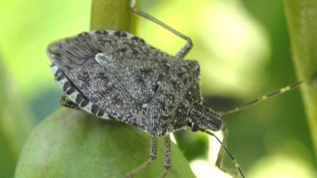 Pronti nuovi sistemi di difesa contro la cimice asiatica