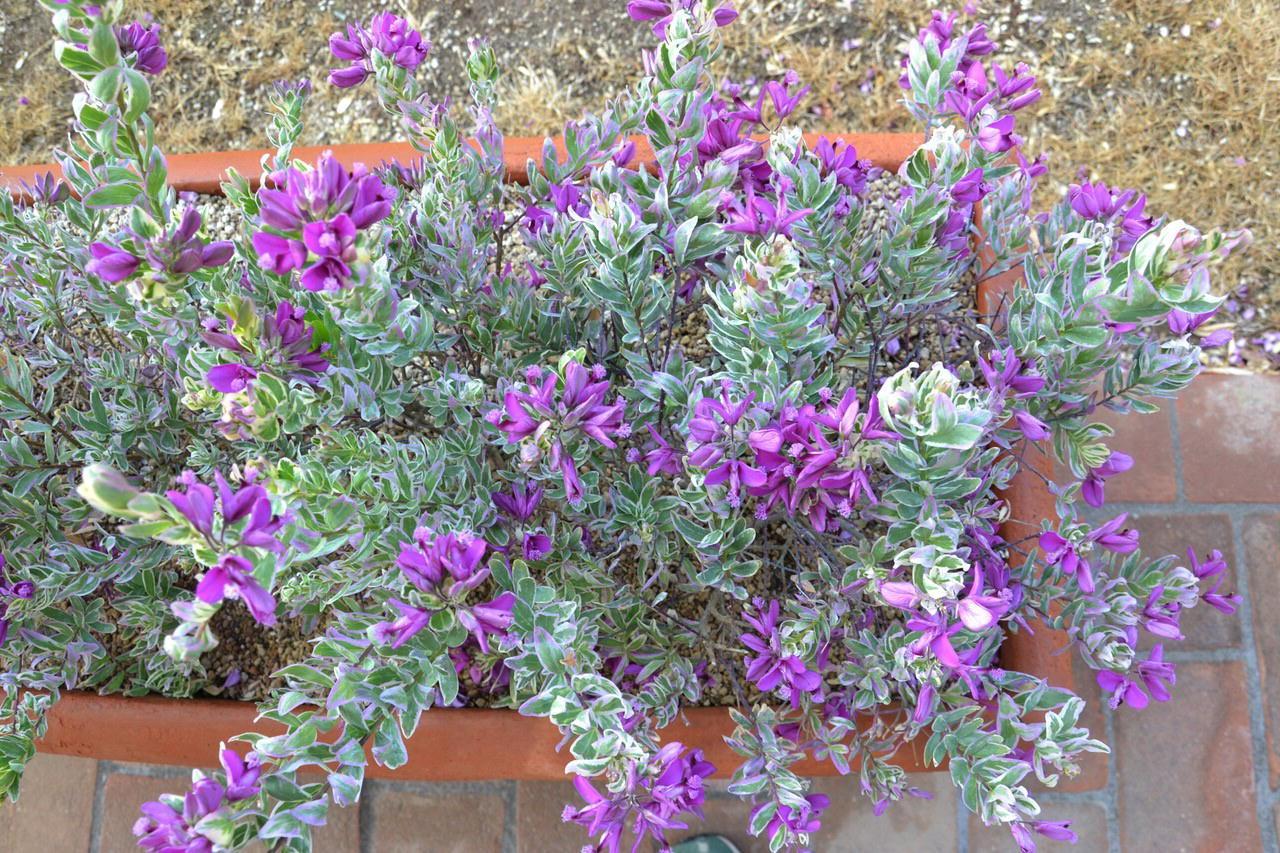La polygala myrtifoglia variegata, unica al mondo, di Mates Piante in tutto il suo splendore