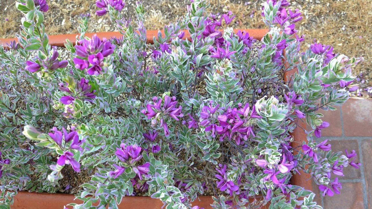 La polygala myrtifoglia variegata, unica al mondo, di Mates Piante in tutto il suo splendore