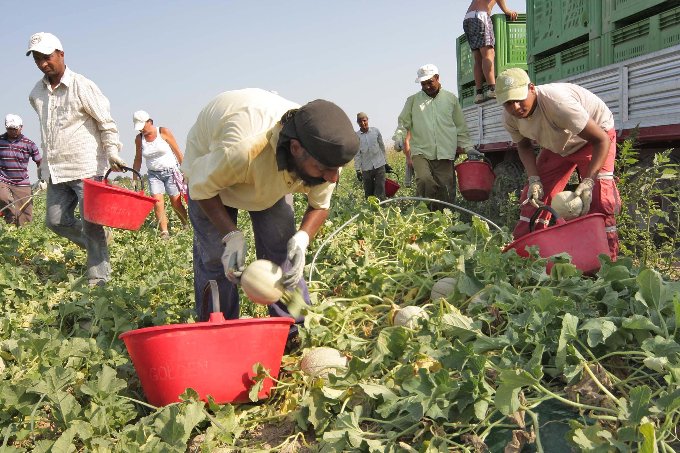 L'allarme di Confagricoltura: pochi lavoratori nei nostri campi 