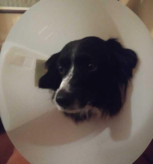 Pastore tedesco aggredisce un cane e la sua padrona 
