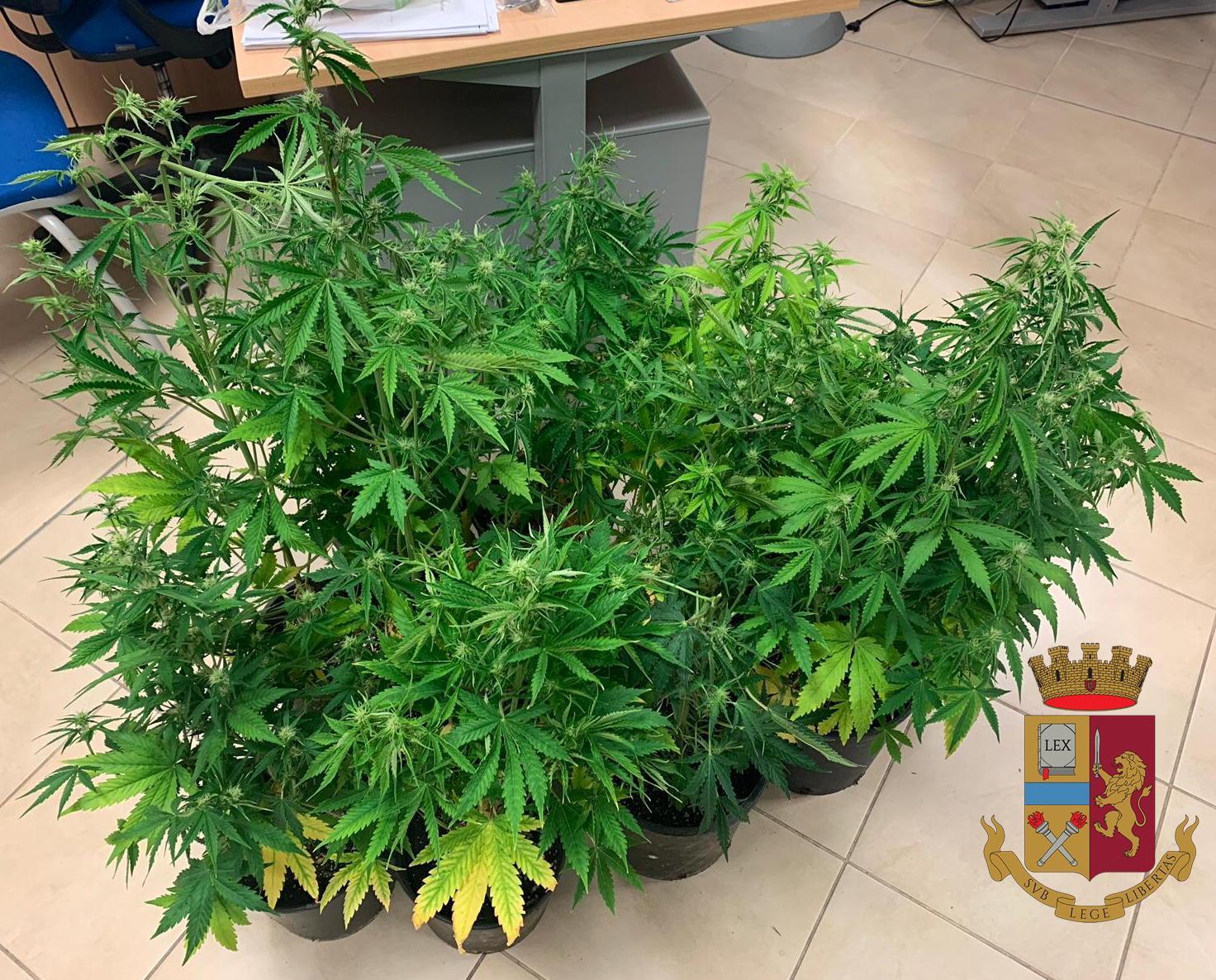 Tra la droga sequestrata anche 11 piantine in vaso di marijuana