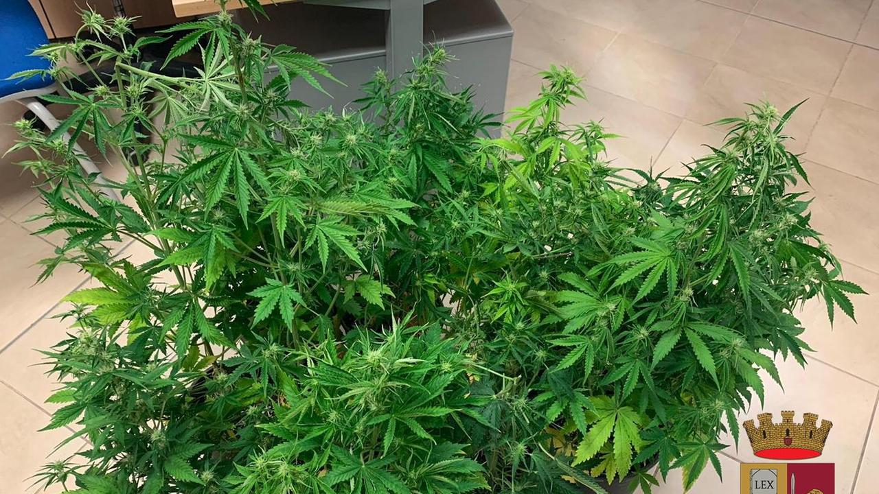 Tra la droga sequestrata anche 11 piantine in vaso di marijuana