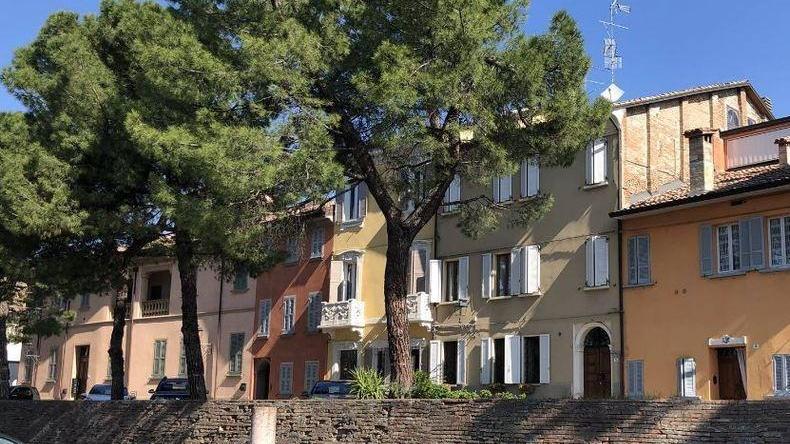 Montecchio, alberi da abbattere: "Troppo sviluppate le radici dei pini"