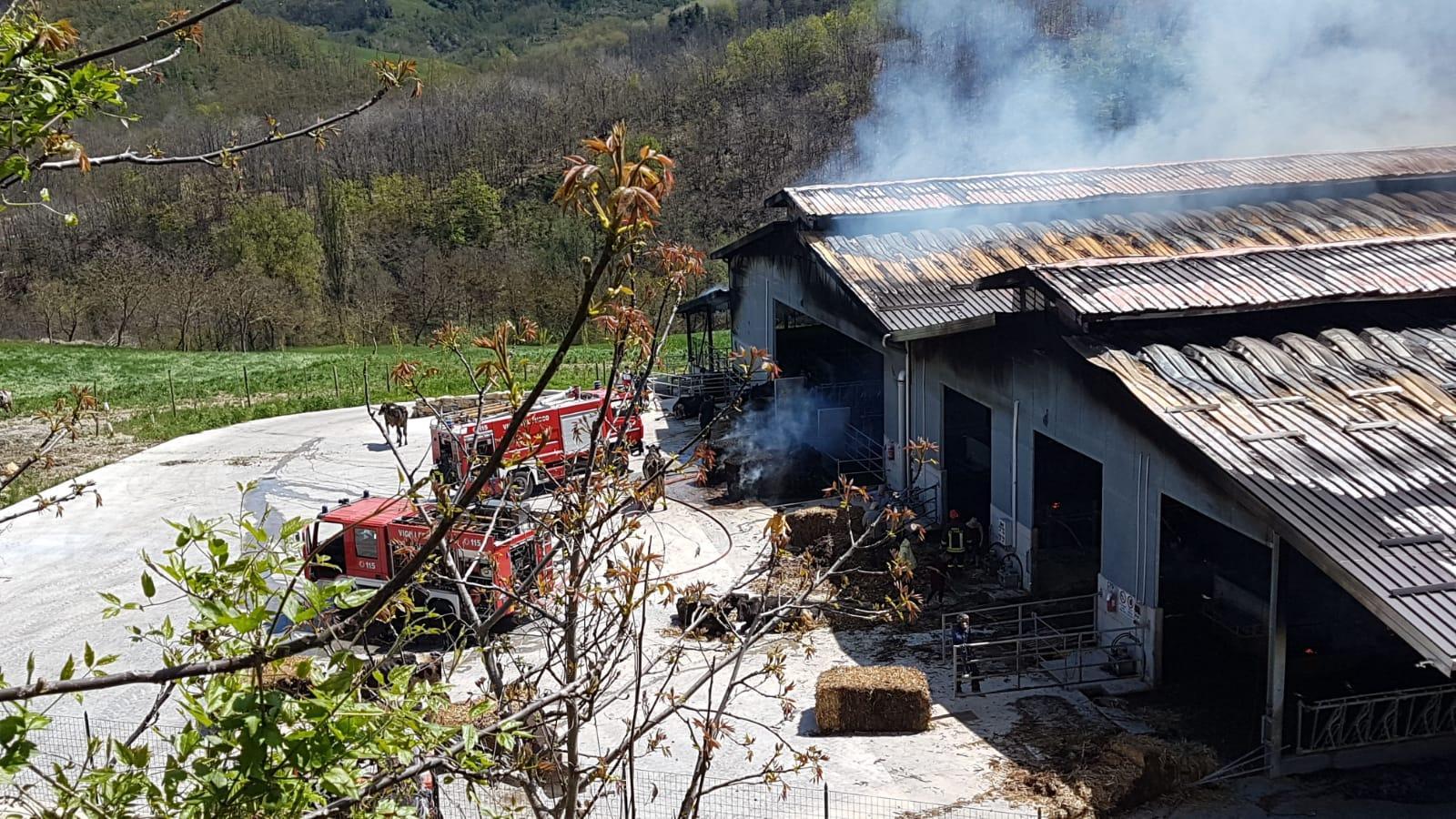Pavullo, vasto incendio in una stalla: morte 250 mucche 
