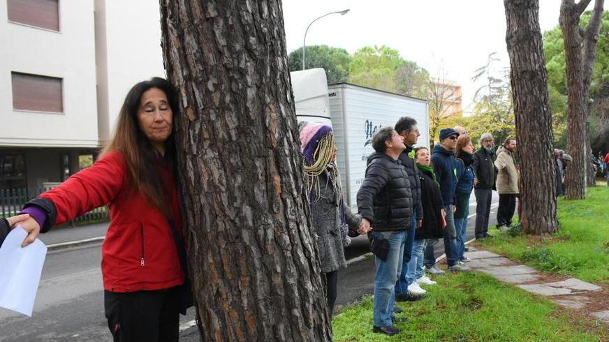 Ore contate in via Mascagni: entro metà maggio partono gli abbattimenti dei 52 pini