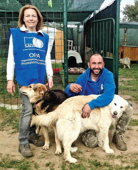 Un rifugio per cani e gatti vittime di maltrattamenti 