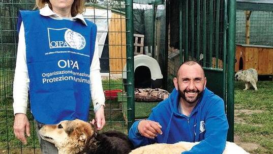 Un rifugio per cani e gatti vittime di maltrattamenti