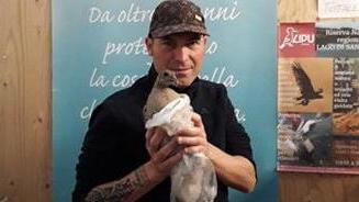 Salva una fagiana sulla superstrada e la porta alla Lipu
