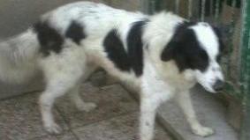 CANINA ABBANDONATA!