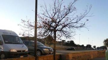 Il leccio malandato sul piazzale di Ponente