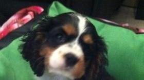 <b>LUNA </b>Il Cavalier king ricoverato in clinica perché senza vaccinazioni