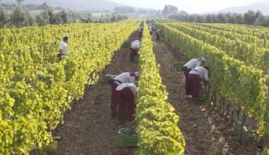 Agricoltura, arriva la "Bottega di Campagna Amica"