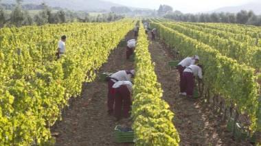 Agricoltura, arriva la "Bottega di Campagna Amica"