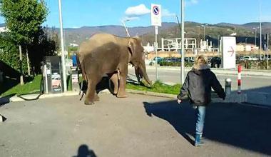 Elefante a spasso davanti al centro commerciale