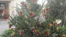 <b>ABETE.</b> Sarà possibile ripiantarlo