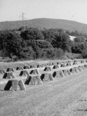 <b>IN CRISI</b> il comparto agricolo 