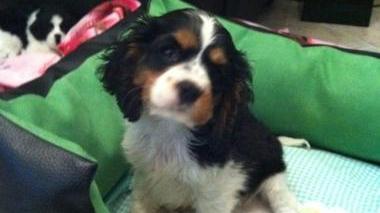 <b>LUNA.</b> Il cucciolo di Cavalier King scomparso dopo tre giorni di agonia