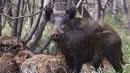 Ferito da fucilata durante la battuta al cinghiale