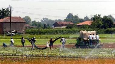 Lavoratori in un’azienda agricola e Marino Geri