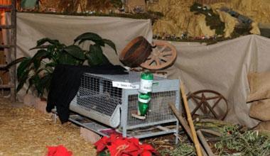 Rapiti i conigli dal presepe vivente