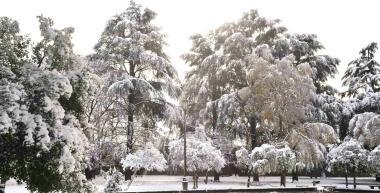 <b>ABETI</b> Saranno piantati a Santa Fiora 