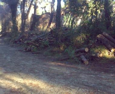 <b>SENTIERI.</b> Lungo i sentieri della pineta il materiale tagliato &egrave; stato accumulato cos&igrave;        