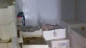 Sequestrati datteri di mare in un ristorante di Viareggio