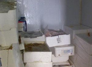 Pesce senza tracciabilità e in condizioni igieniche precarie