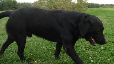 <b>SCOMPARSO </b>Il bellissimo Taddeo