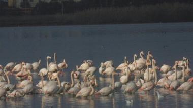 <b>PATANELLA.</b> Fenicotteri rosa nell’oasi della laguna
