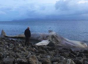 La balenottera spiaggiatasarà seppellita a Cala Seregola