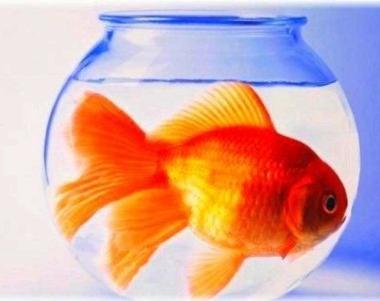 Vietato usare animali come premi
