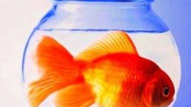 Vietato usare animali come premi