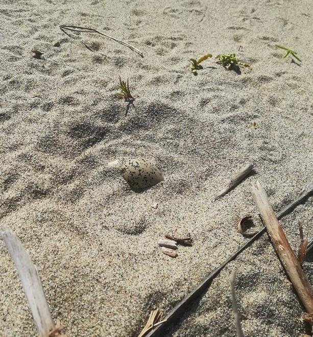 Via alla sorveglianza in spiaggia per proteggere il fratino 