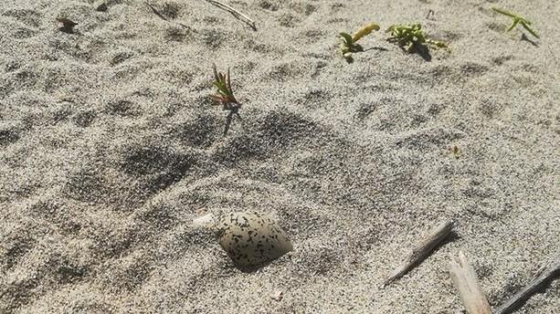 Via alla sorveglianza in spiaggia per proteggere il fratino