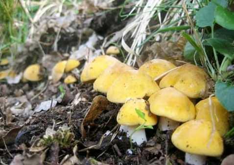 I funghi prugnoli e i tortelli perle gastronomiche del Mugello 