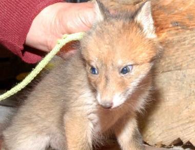 Un cucciolo di volpe (foto di archivio)     
