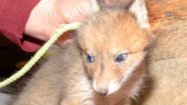 Un cucciolo di volpe (foto di archivio)