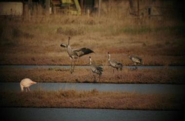 Quattro gru ospiti all'oasi Wwf