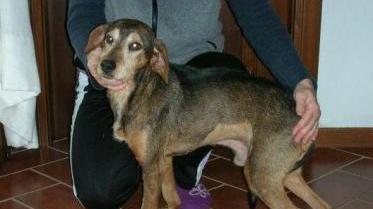 Cane ritrovato in strada